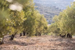 Ancient Nutrition: Old Wisdom, New Science, Real Results